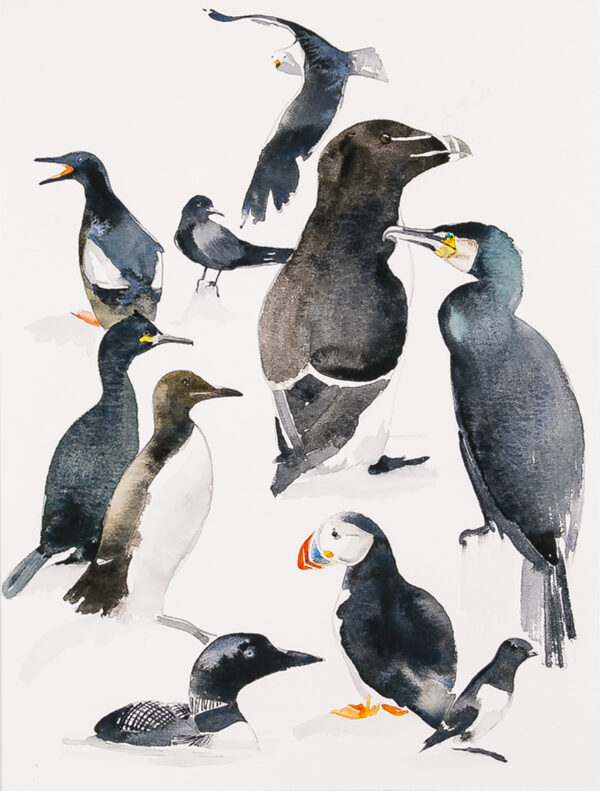 Black Sea Birds