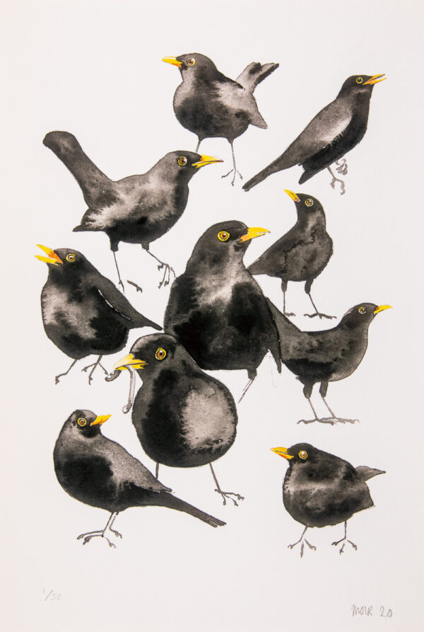 Blackbirds