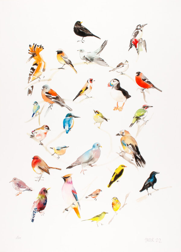 British Birds Colour Wheel