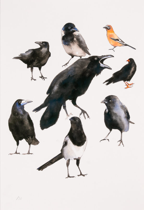 Corvids