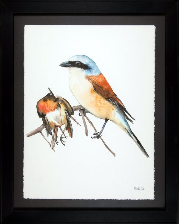 Red-backed Shrike with dead Robin