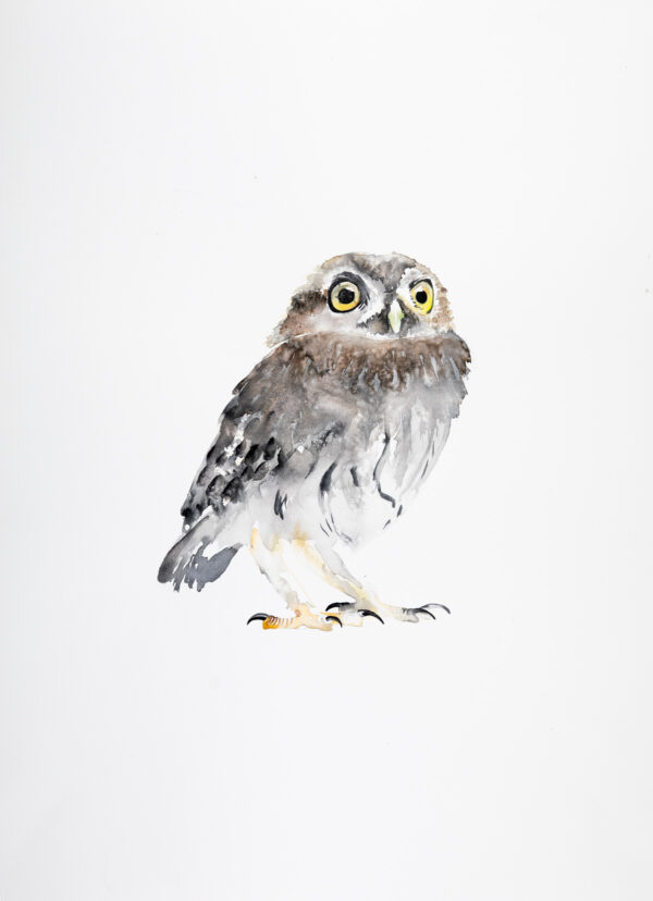 Little Owl - Large Print