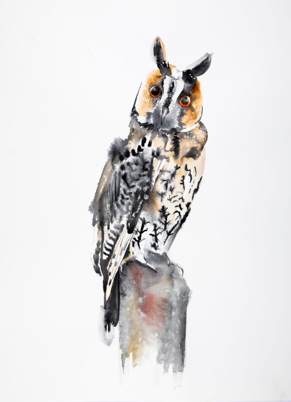 Long-eared Owl - Large Print