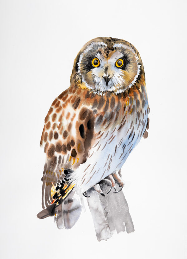 Short-eared Owl - Large Print