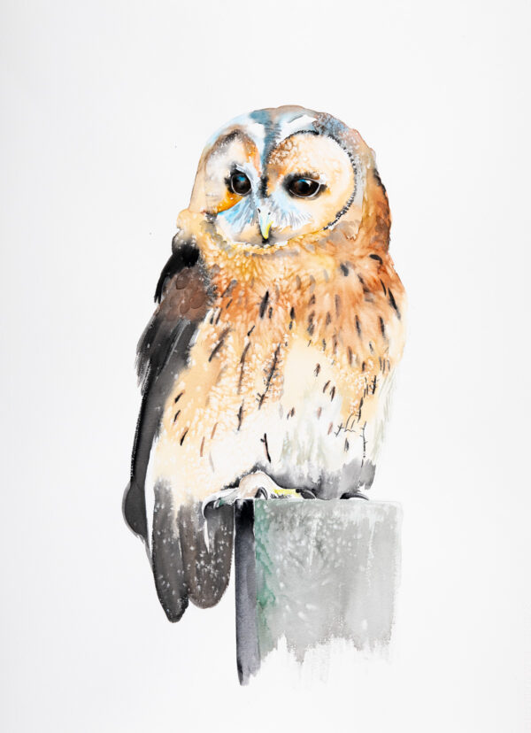 Tawny Owl - Large Print