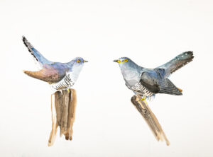 Cuckoo face off