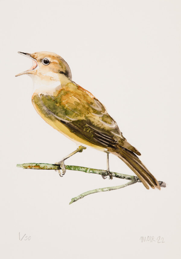 Garden Warbler
