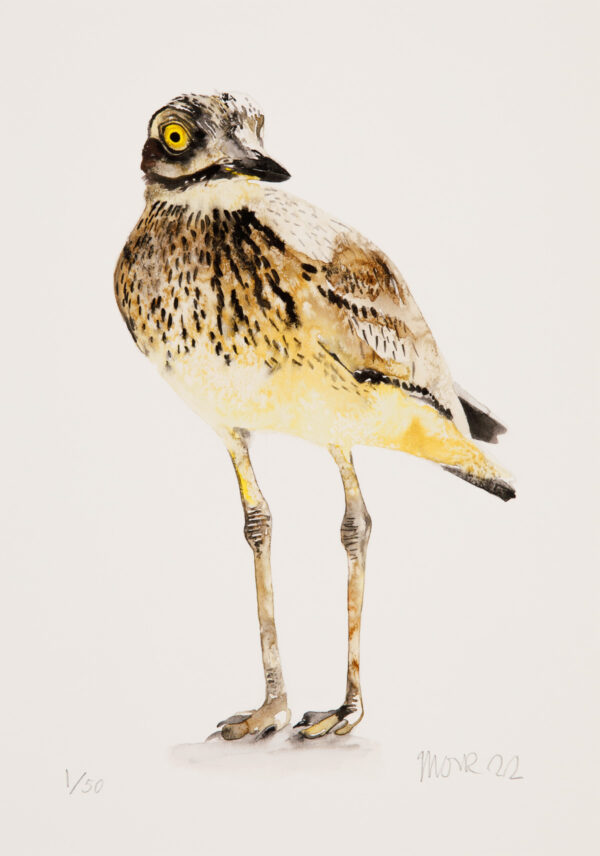 Stone Curlew