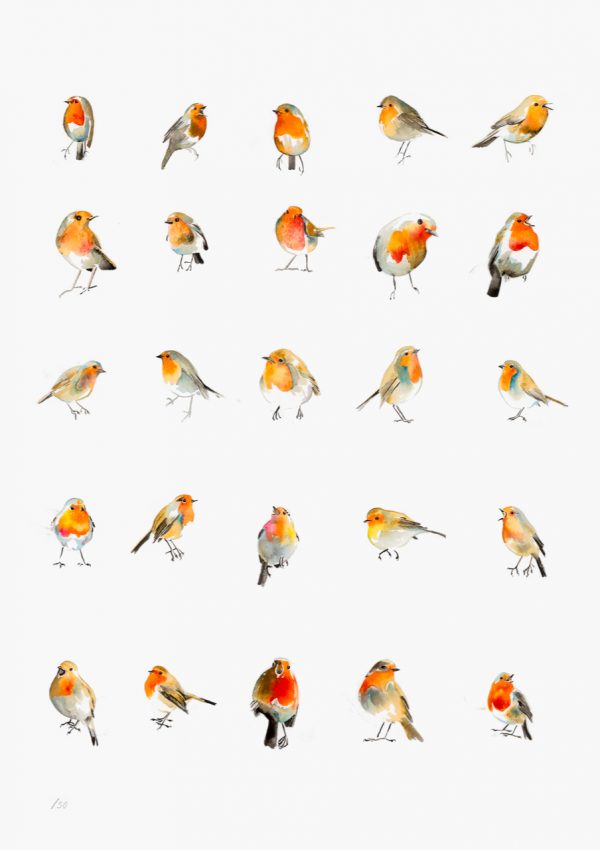 25 Robins