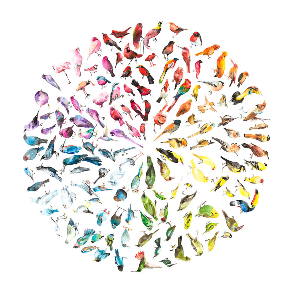 Bird Colour Wheel (Medium)