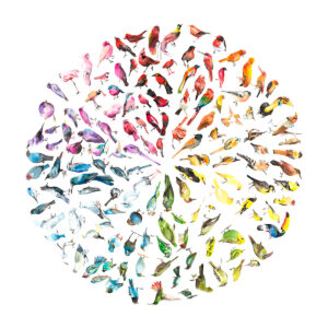 Bird Colour Wheel (Large)