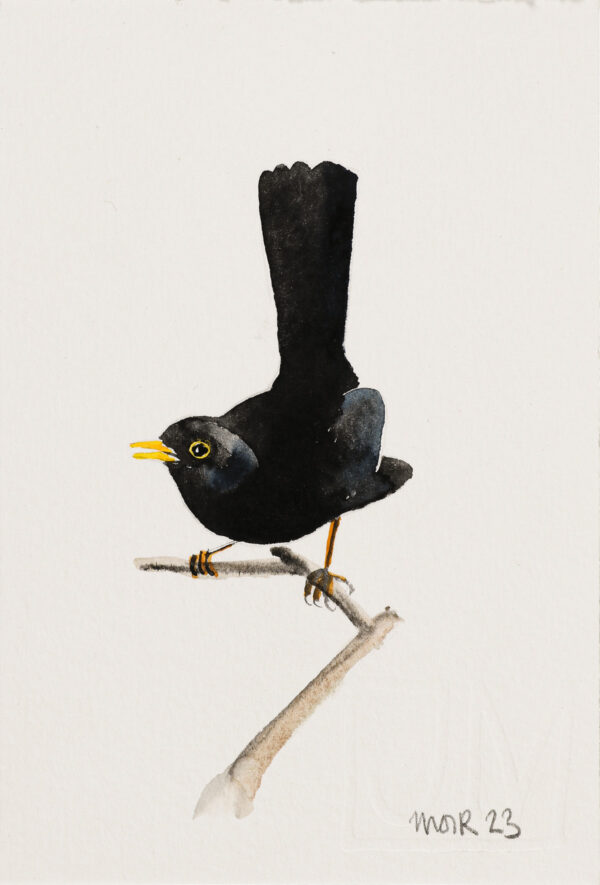 Blackbird 1