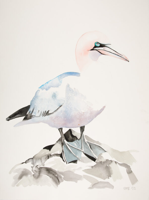 Gannet