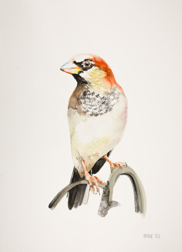 House Sparrow