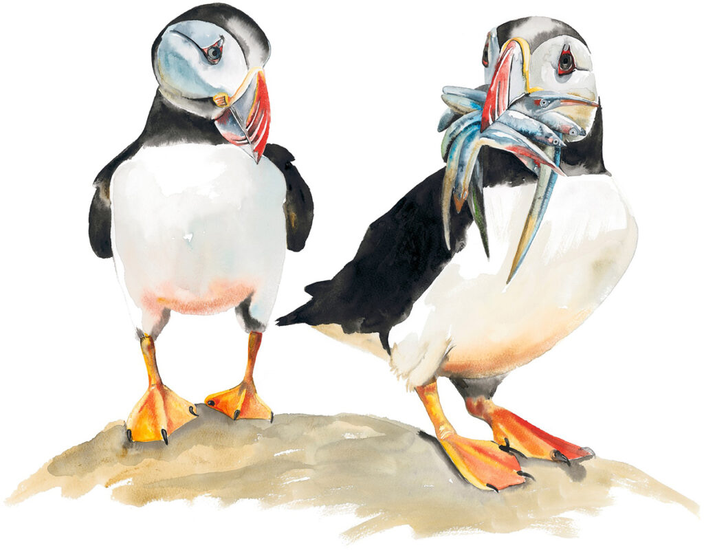 Jealous Puffin