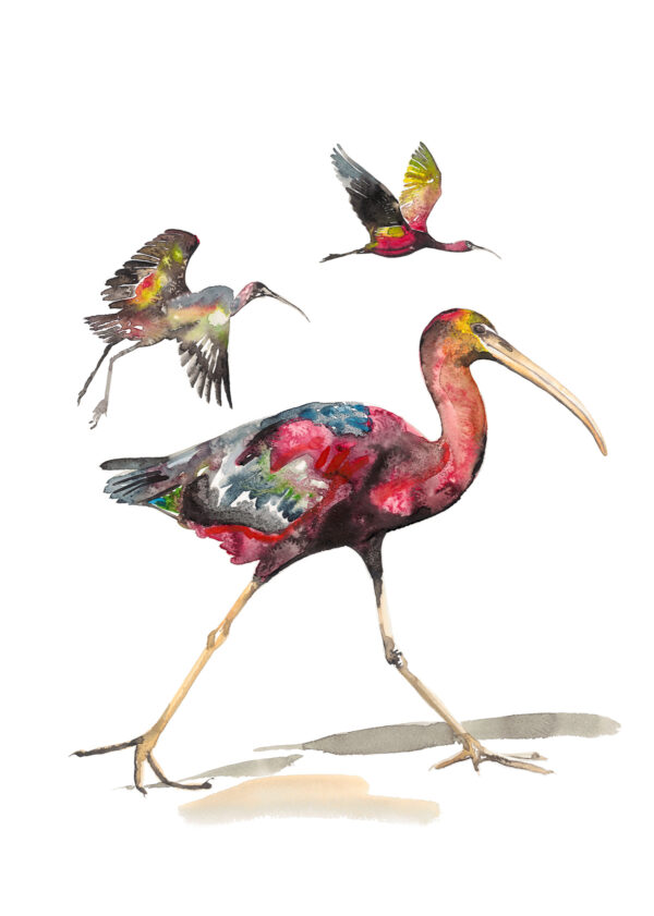 Glossy Ibis at Dungeness