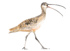 Curlew - as featured on Painting Birds