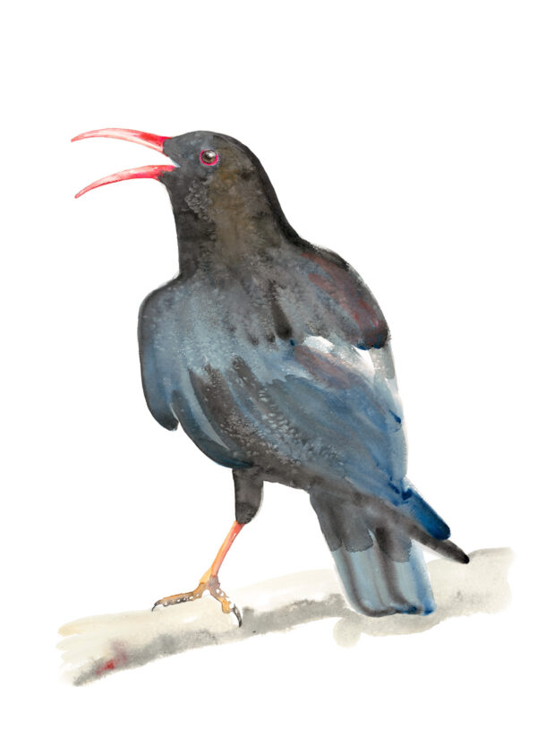 Red-billed Chough - as featured on Painting Birds