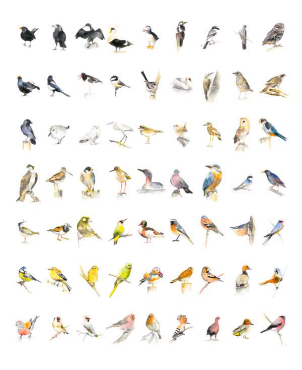 63 Birds - Large Print (as spotted in Painting Birds!)