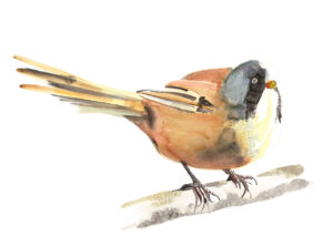 Bearded Tit - as featured on Painting Birds