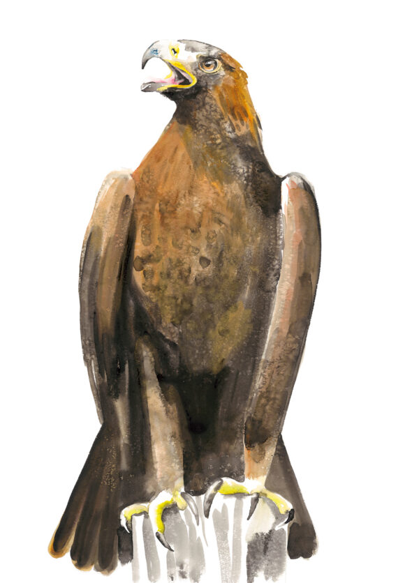 Golden Eagle - as featured on Painting Birds