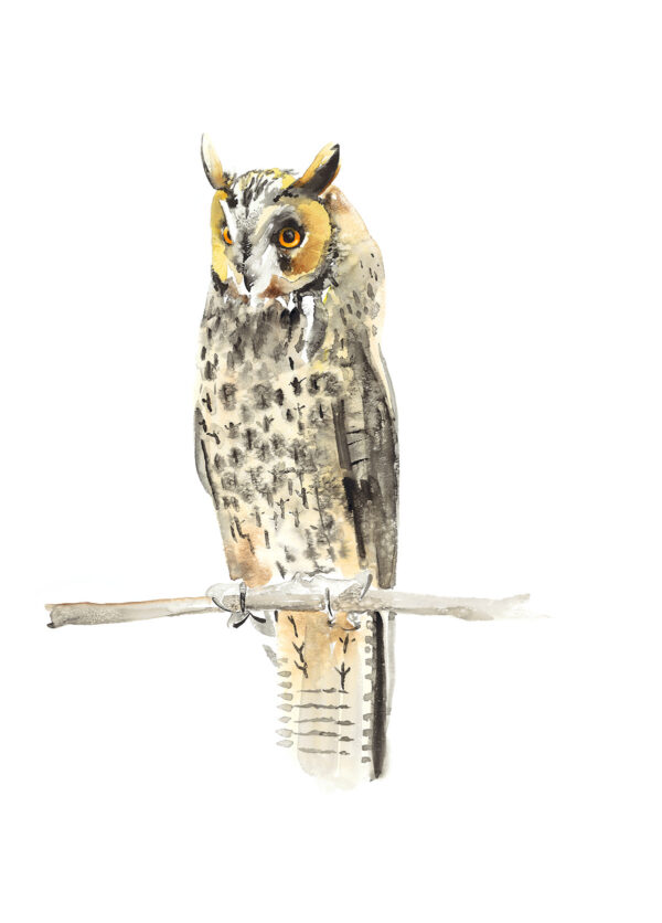 Long-eared Owl - as featured on Painting Birds