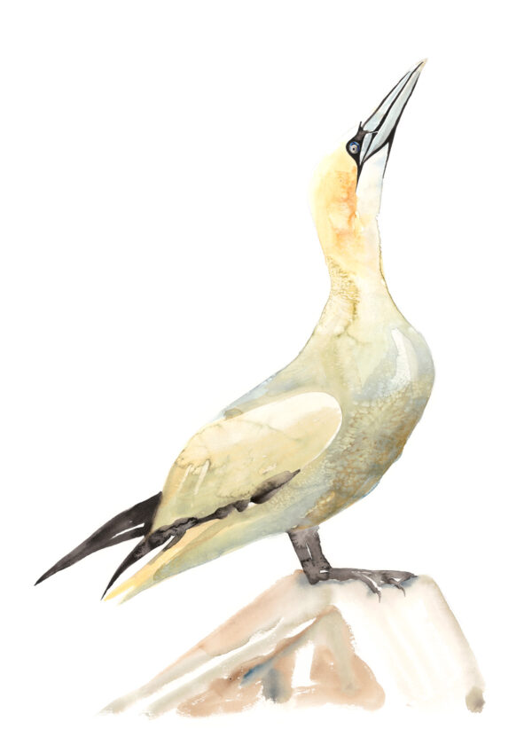 Gannet - as featured on Painting Birds