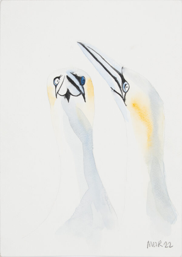 Gannets Bempton