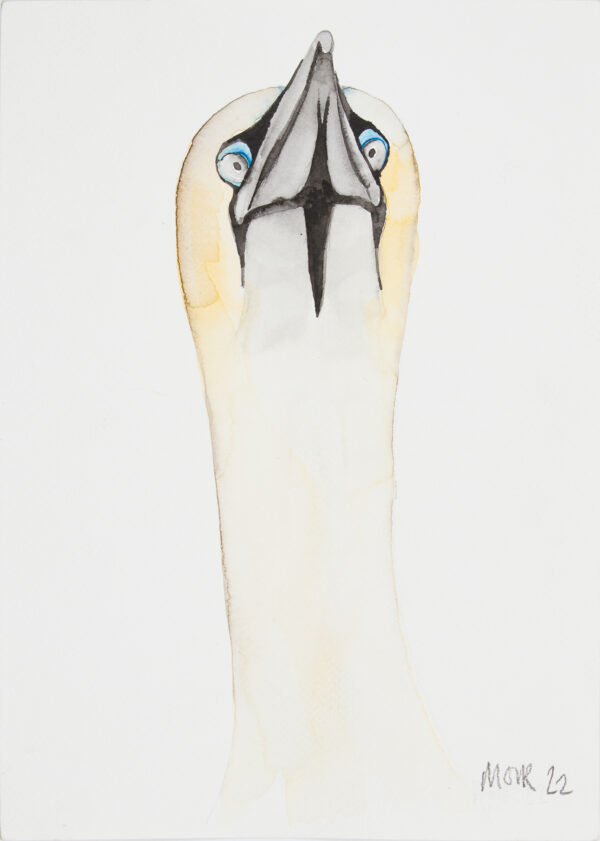 Gannet Bempton