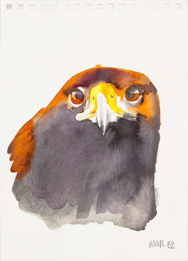Golden Eagle Harris 2 (as seen on Painting Birds)