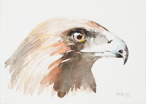 Golden Eagle Harris 1 (as seen on Painting Birds)