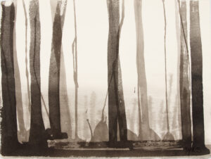 Pine Forest 4