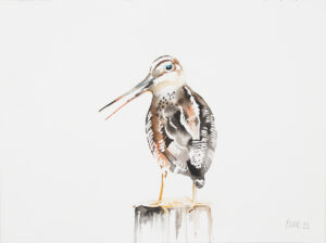 Snipe at Elmley (as seen on Painting Birds)