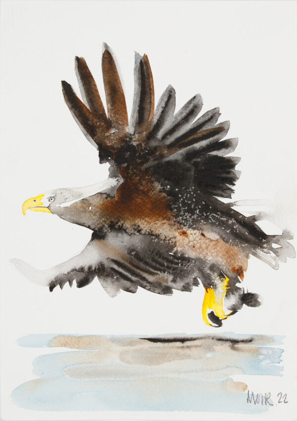 White Tailed Eagle Harris (as seen on Painting Birds)