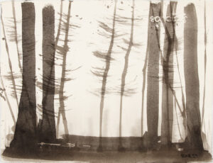 Pine Forest 1