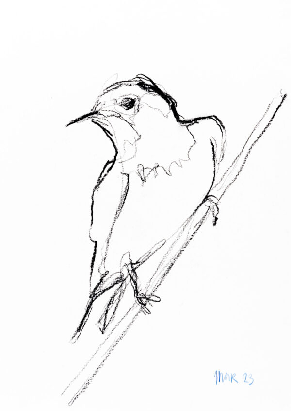 Swallow - Single line drawing