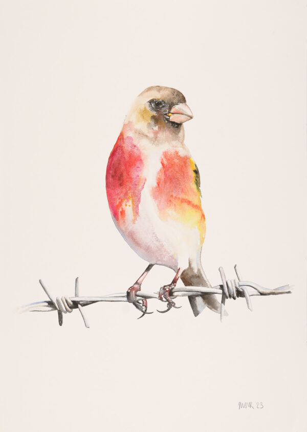 Linnet on Barbed Wire