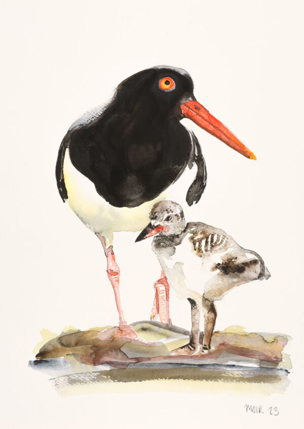 Oyster Catcher Parenthood
