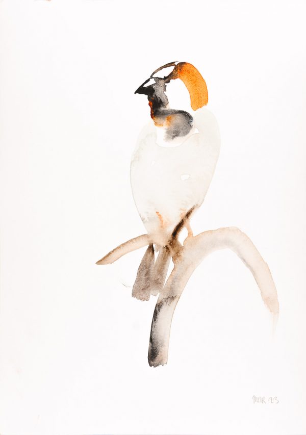 House Sparrow - Large