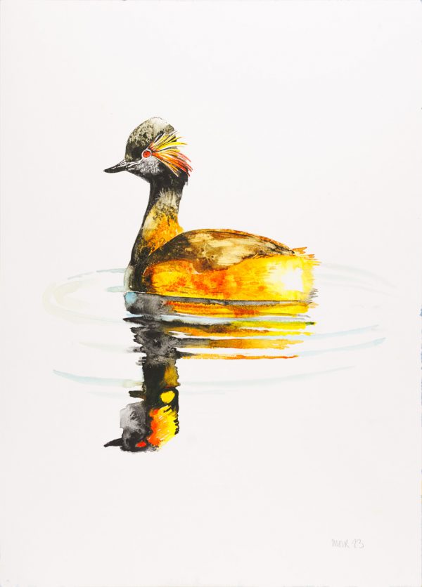 Black Neck Grebe