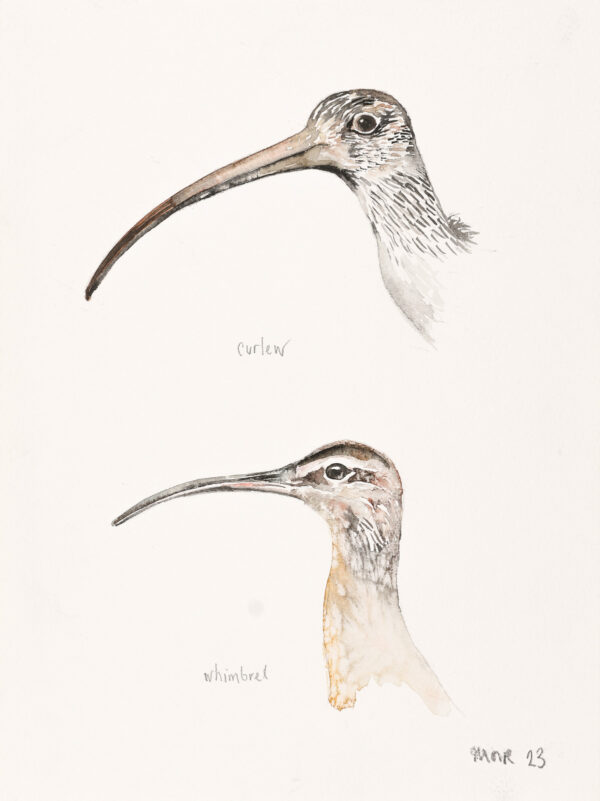Curlew and Whimbrel