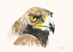 Golden Eagle