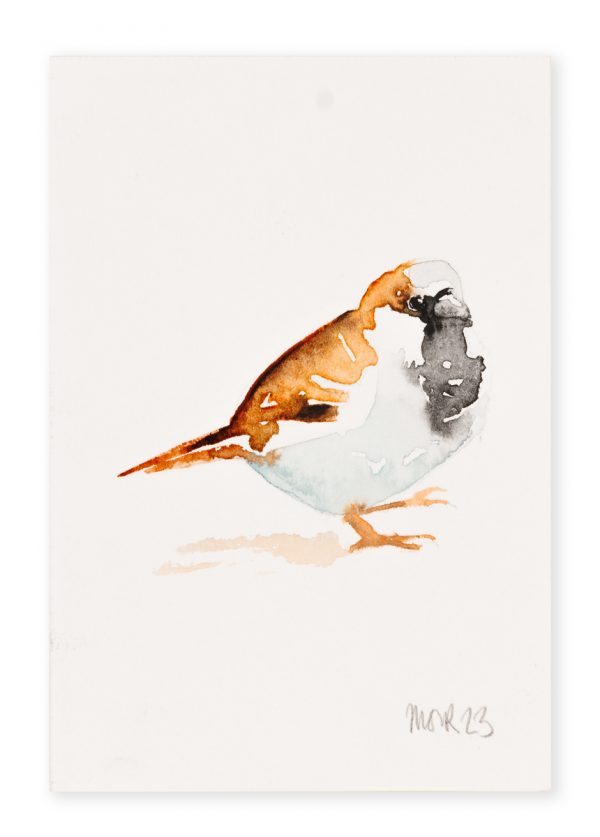 House Sparrow (postcard size) 1