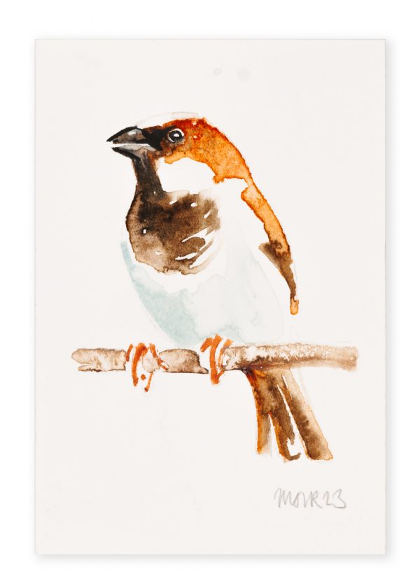 House Sparrow (postcard size) 2