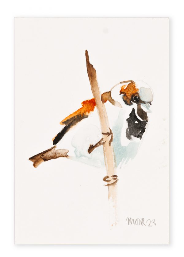 House Sparrow (postcard size) 5