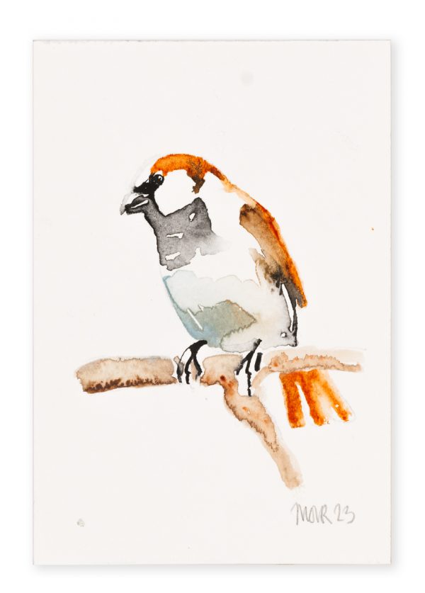 House Sparrow (postcard size) 6