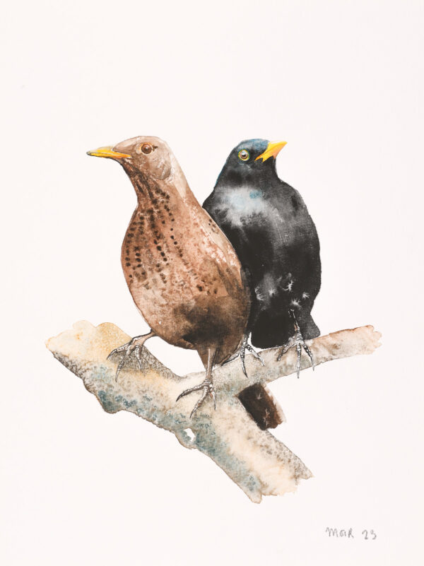Mr and Mrs Blackbird
