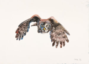Owl