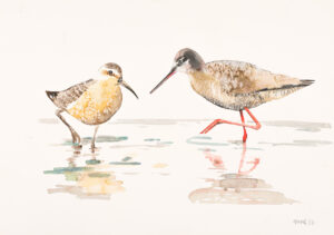 Spotted Redshank and Curlew Sandpiper
