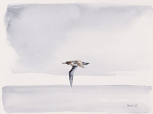 Shearwater Cornwall 1